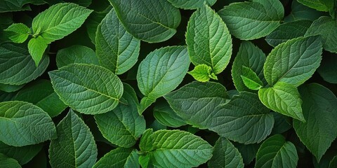 Poster - Full-frame image of green leaves. Textures and patterns of the foliage. Vertical photograph.
