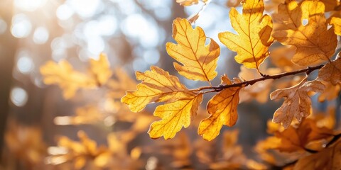 Poster - Closeup of beautiful yellow oak autumn leaves. Background featuring an autumn landscape. Abstract autumn background with golden oak. Nature forest background in autumn for design. Copy space.