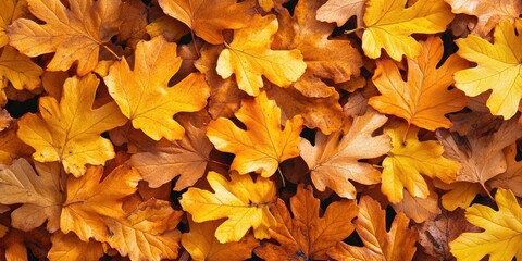 Poster - Closeup of beautiful yellow oak autumn leaves. Background featuring an autumn landscape. Abstract autumn background with golden oak. Nature forest background in autumn for design. Copy space.