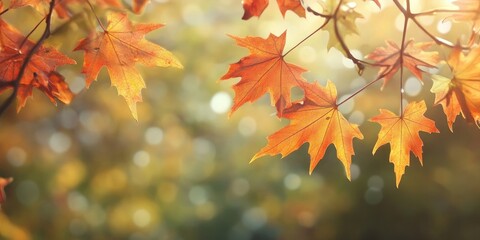Aufkleber - vibrant autumn maple leaves with shallow depth of field under sunlight