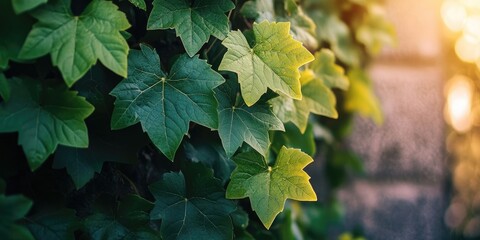 Poster - Wild grapes. Closeup of ivy's green leaves on a wall. Wild grapes.