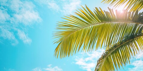 Poster - palm leaves set against the blue summer sky