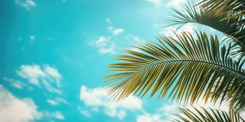 Poster - Coconut leaf and blue sky on a sunny day. A beautiful background suitable for travel, vacation, or any of your content. Copy Space