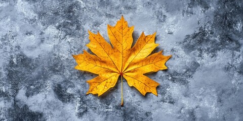 Poster - Autumn theme. Yellow maple leaves positioned in the center of an image on a gray concrete backdrop. Flat lay, top view, copyspace.