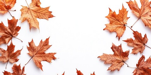 Poster - Beautiful dry maple leaves in autumn against a white background, with room for text.