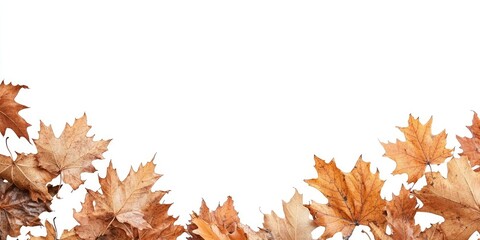 Poster - Beautiful dry maple leaves in autumn against a white background, with room for text.