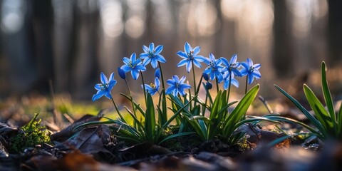 Fototapete - Blue scilla siberica flowers in the spring within the forest.