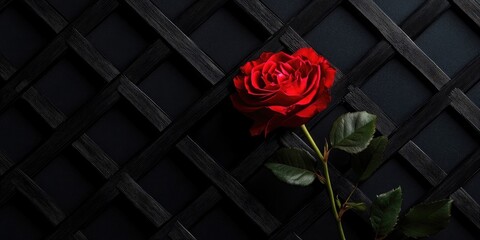 Aufkleber - Red rose against a black lattice background.