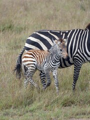Wall Mural - Zebra foal walking near its mother in the savannah