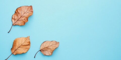Poster - Autumn minimal arrangement. Dried leaves against a pastel blue background. Fall concept. Flat lay, top view, copyspace.