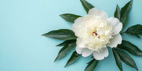 Sticker - Beautiful white peony with leaves on a light blue background, seen from above. Space for text.