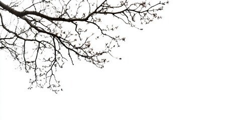 Poster - Branch of treetop against the sky, white background featuring treetop.