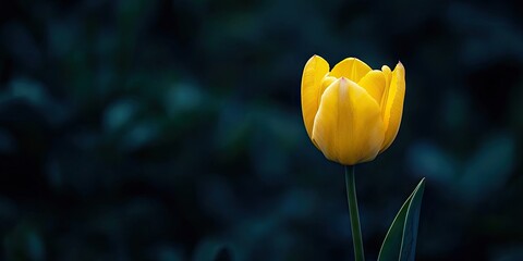 Aufkleber - A solitary yellow tulip set against a dark backdrop, outside. Copy space. Macro.