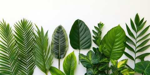 Canvas Print - Group of diverse leaves on a white background. Tropical plant leaves showcasing their texture. Concept with copy space for text.