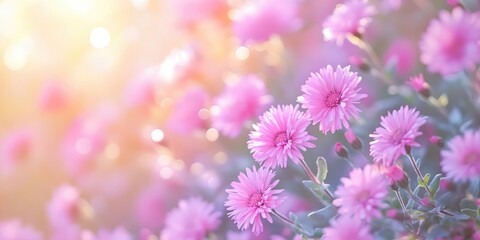 Aufkleber - Summer blooming pink asters backdrop, selective focus, shallow depth of field, toned, light with heart bokeh background, pastel and soft card.