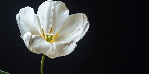 Leinwandbilder - Lovely white tulip on a black background