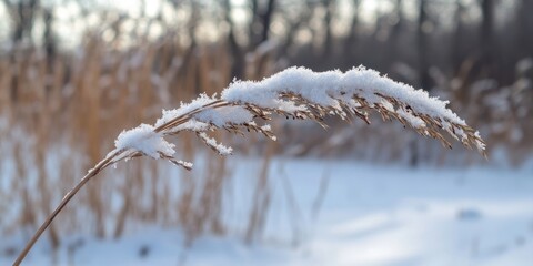 Poster - A branch of reeds is dry during winter in the natural environment.