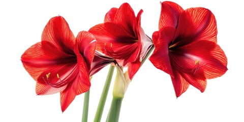 Poster - Hippeastrum. Plants from the Amaryllis genus are referred to as belladonna lily, Jersey lily, naked lady, and amarillo. The red flower is isolated against a white background.