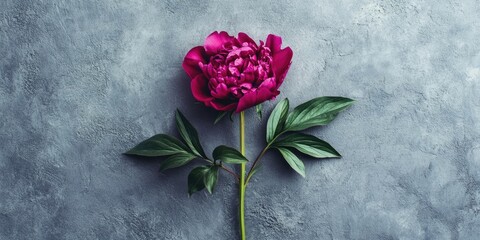 Sticker - Beautiful magenta peony against a light grey stone background. Flat lay arrangement.