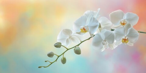 Sticker - White orchid on a pastel-colored background, soft and out-of-focus photograph.