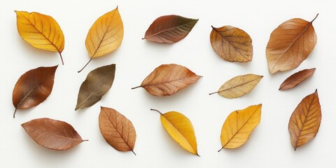 Poster - A collection of autumn walnut leaves on a white background, seen from above.