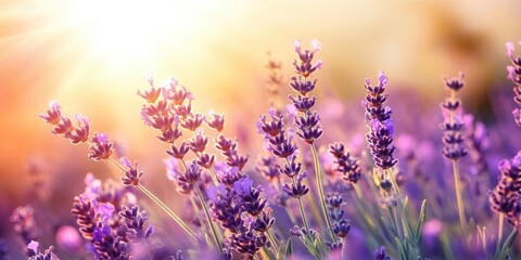 Aufkleber - Provence nature backdrop. Lavender field illuminated by sunlight with copy space. Close-up of blooming violet lavender flowers. Summer theme, selective focus.