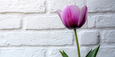 Poster - a purple Tulip placed in front of a white brick wall