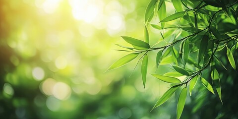 Poster - Close-up view of bamboo leaves set against a blurred green tree background with sunlight in a public garden park. This represents landscape ecology and offers copy space for wallpaper and backdrop.