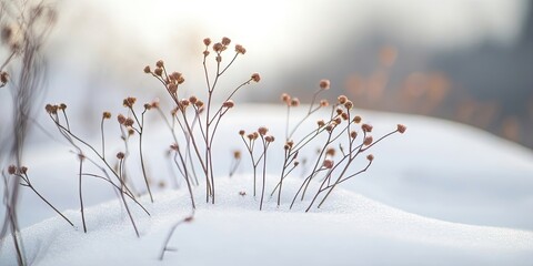Poster - Close-up of plants in a snowfield.