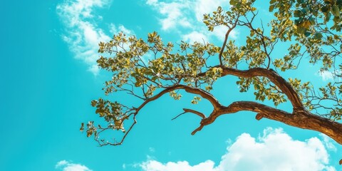 Fototapete - A tree branch against a tropical blue sky with copyspace.