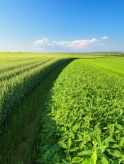 Leinwandbilder - The verdant meadow is filled with tall grasses and vibrant soybean plants, illuminated by the bright sunlight against a blue sky. Generative AI