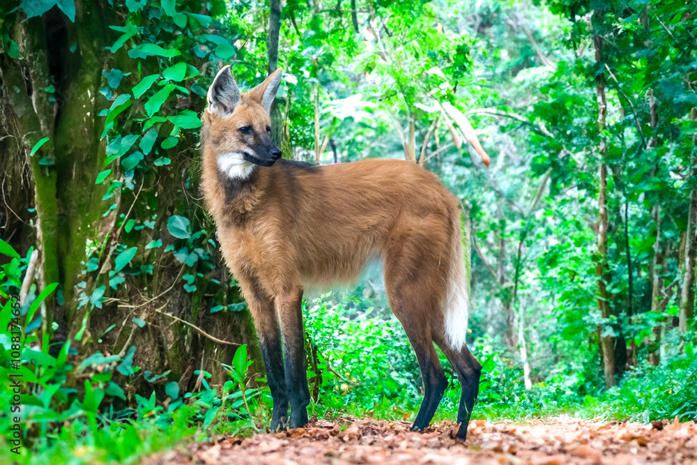 Wild Guará wolf (Chrysocyon brachyurus) one of the rarest wolves in the ...