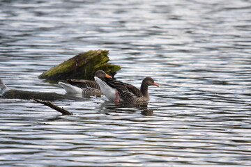 Entenvögel 