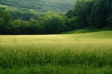 Leinwandbilder - A peaceful green meadow filled with tall grasses and soybeans stretches across the landscape, illuminated by gentle sunlight. Generative AI