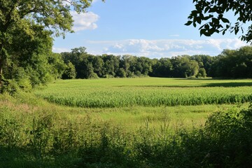 Leinwandbilder - The lush green meadow showcases tall grasses and growing soybeans, framed by trees under a bright summer sky. Generative AI