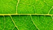 © Nyoman - green leaf texture