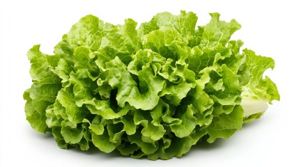 Wall Mural - a fresh crisp lettuce head with its layered, curly green leaves and vibrant color, each lettuce’s vi