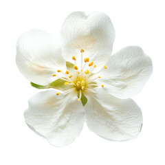 Delicate white flower blooming in spring season