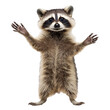 Raccoon playfully poses with raised paws