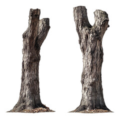 tree trunks isolated on transparent background