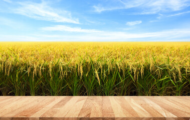 Wall Mural - Empty wooden table top with paddy rice field before harvest background.