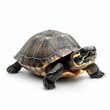 © jambulart - A turtle with a black shell on a white background.