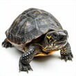 © jambulart - Black turtle with yellow markings on a white background.