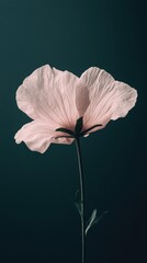 Elegant Soft Flower on Matte Dark Background