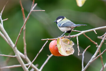 Wall Mural - japanese tit on a persimmon tree