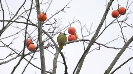 Wall Mural - japanese green woodpecker on a persimmon tree