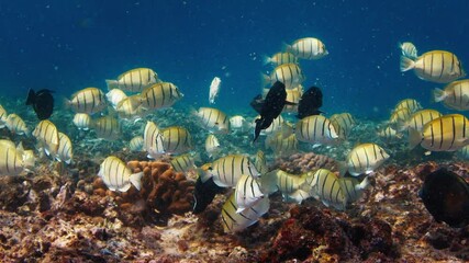 Wall Mural - School of fish swim in the sea with sun shining through the water surface