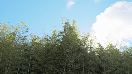 Wall Mural - Bamboo grove swaying in the wind, blue sky, sunlight shining through the trees