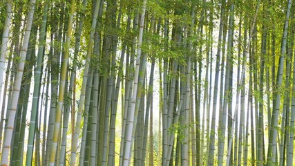 Wall Mural - Japanese bamboo forest scenery, vivid green