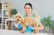 © Studio Romantic - Smiling millennial female vet doctor wearing medical uniform, veterinary clinic nurse, puppy at examination table helping animal pedigree dog, medical treatment, professional diagnosis, checks for pet